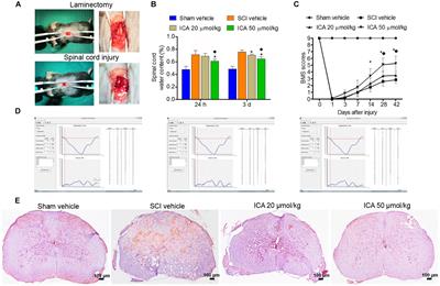 The Effects of Icariin on Enhancing Motor Recovery Through Attenuating Pro-inflammatory Factors and Oxidative Stress via Mitochondrial Apoptotic Pathway in the Mice Model of Spinal Cord Injury